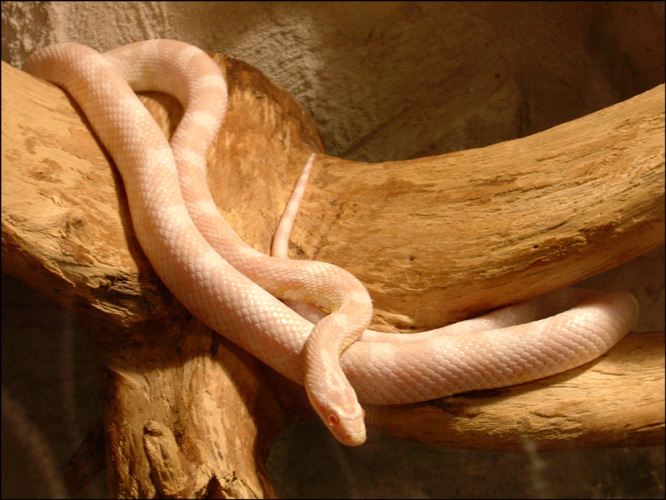 snow corn male subadult