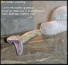 snow corn yawning