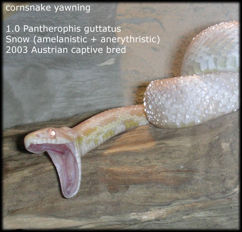 snow corn yawning