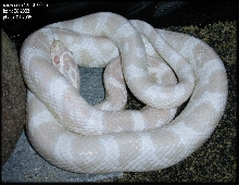 snow corn male