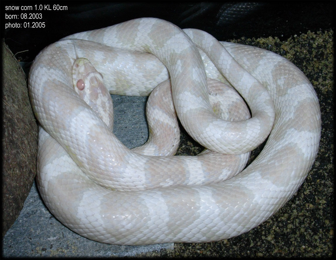 snow corn male