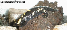fire salamander - salamandra salamandra s.