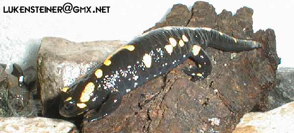 fire salamander - salamandra salamandra s.
