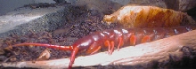 scolopendra subspinipes - asia
