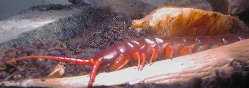 scolopendra subspinipes - asia