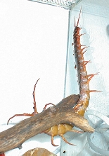 scolopendra subspinipes - asia