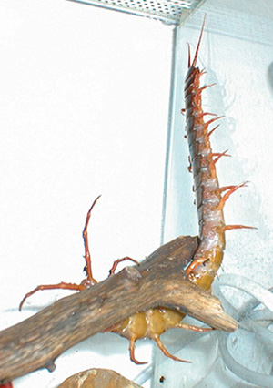 scolopendra subspinipes - asia