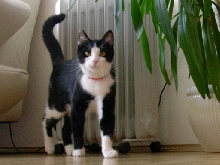 felis silvestris catus