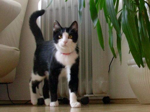 felis silvestris catus