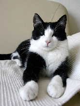 sylvester couch chillin'