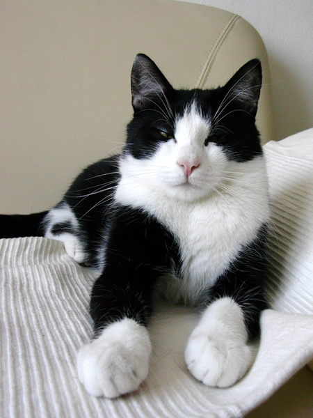 sylvester couch chillin'