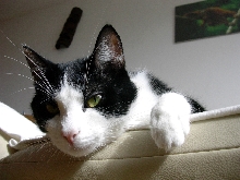 sylvester tomcat eyes close-up