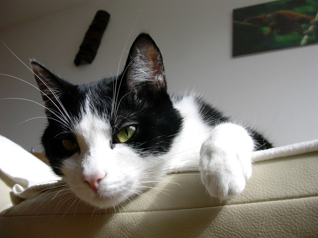 sylvester tomcat eyes close-up