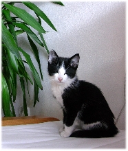 sylvester - the cat