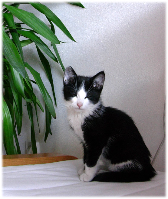 sylvester - the cat