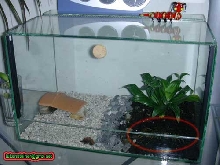 scolopendra cingulata tank terrarium