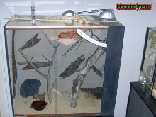 cornsnake tank