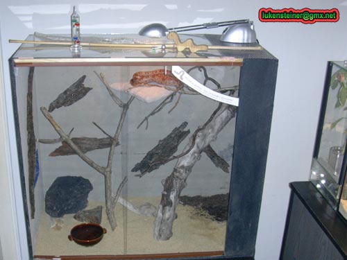 cornsnake tank