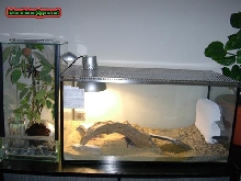 gecko tank