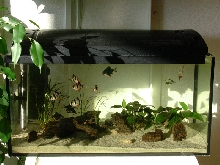 b. tetrazona, black neon, anubias nana