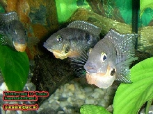 torichtys meeki