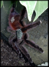 Avicularia versicolor