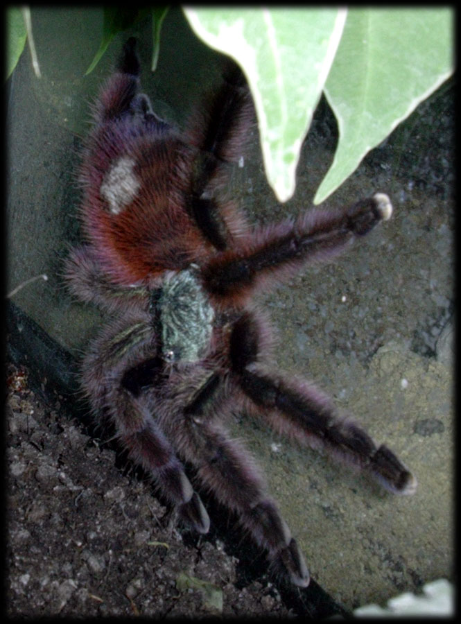 Avicularia versicolor