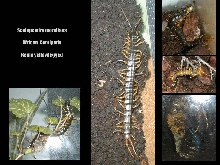 scolopendra morsitans - kenia yellowlegged