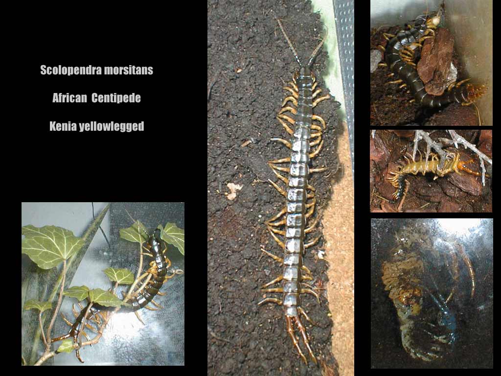 scolopendra morsitans - kenia yellowlegged