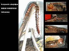scolopendra subspinipes