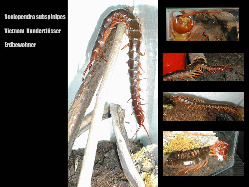 scolopendra subspinipes