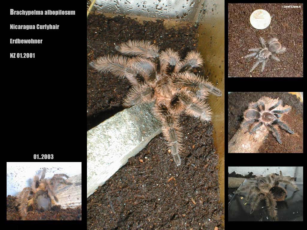 brachypelma albopilosa - nicaragua curlyhair