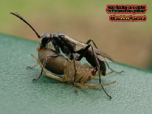 wasp-feeding-on-spider