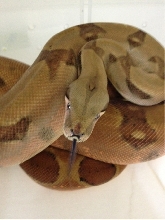 hypo