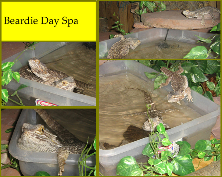 Day at the Spa