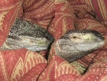Sleeping Soundly