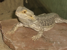 Guy my beardie.. very full of himself