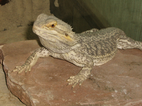 Guy my beardie.. very full of himself