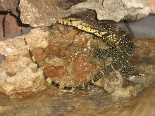 Water Monitor from Nature Coast Exotics