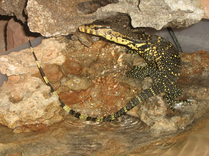 Water Monitor from Nature Coast Exotics
