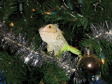 Decorating the xmas tree!