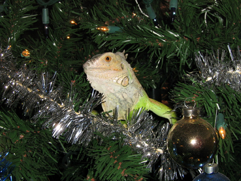 Decorating the xmas tree!