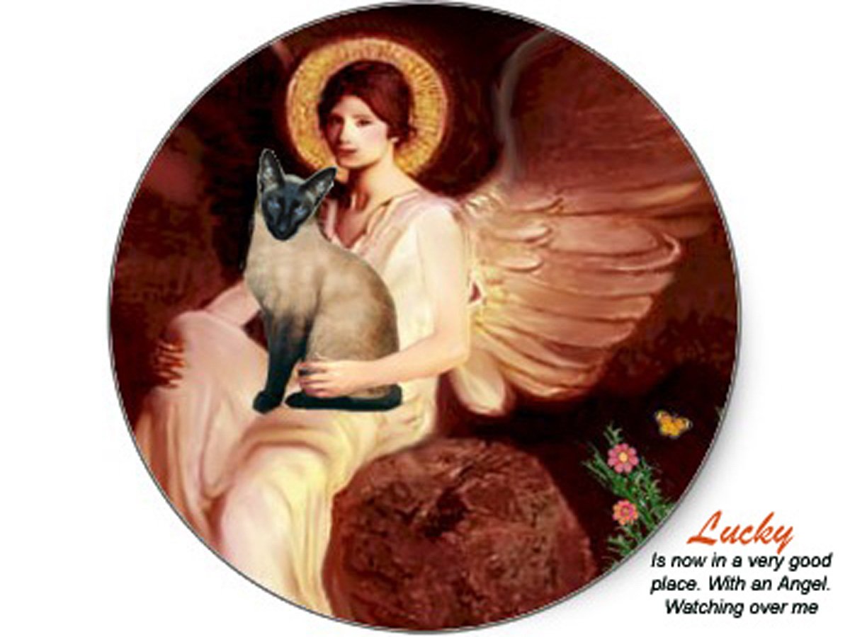 Lucky, my now an Animal Angel