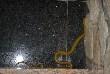 Housesnake