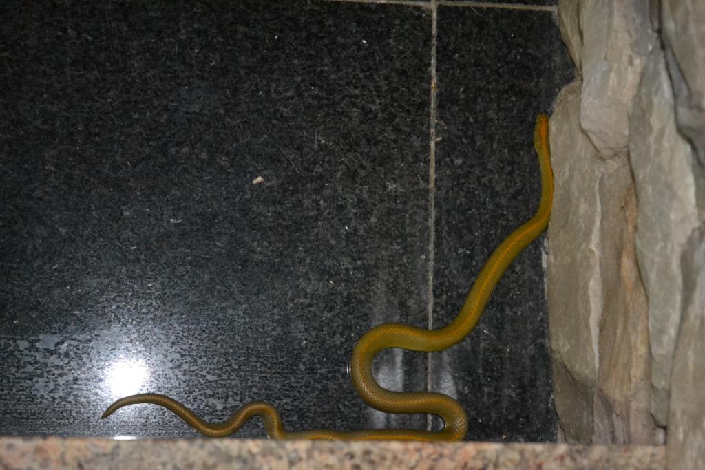 Housesnake