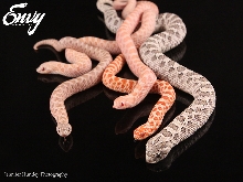 Coral Hognose