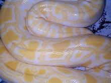 Color patterns