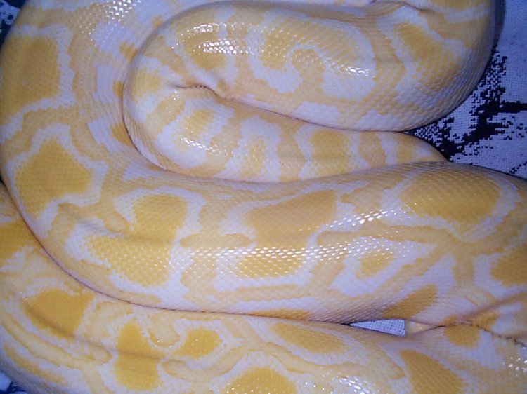 Color patterns
