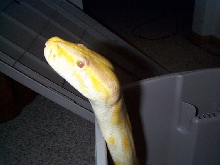 Peek-a-boo