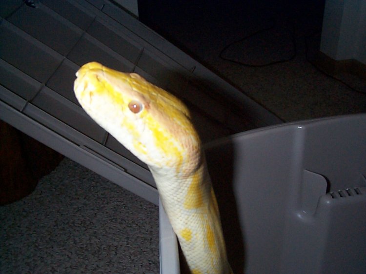 Peek-a-boo